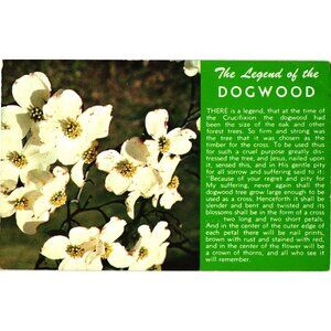 Dogwood Flower The Legend Of The Dogwood Vintage Postcard